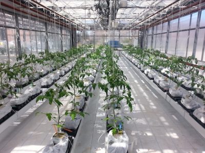 biopesticides growers vineland mitigate