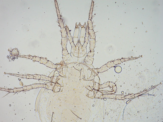 Making the most of your predatory mites Greenhouse Canada