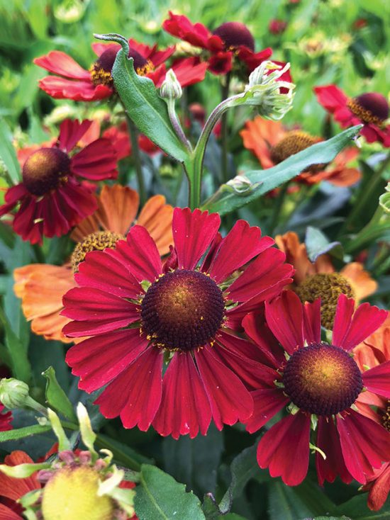 New and notable perennials for this side of the border - Greenhouse Canada
