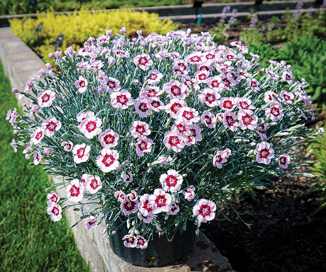 3a Dianthus Mountain Frost Ruby Snow 26715 Garden
