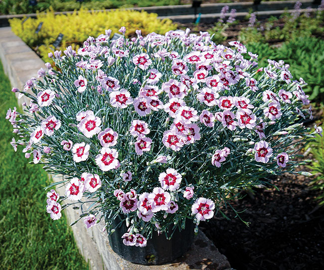 Blooming Flowers -  Canada