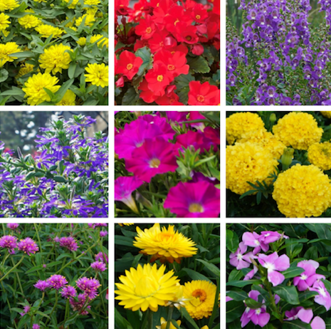 University Of Minnesota Names Top 10 Performing Annuals Greenhouse Canada