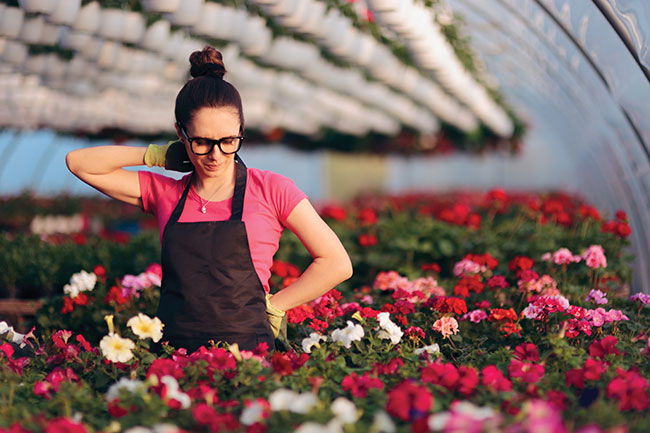 Relieving the pains of greenhouse work 