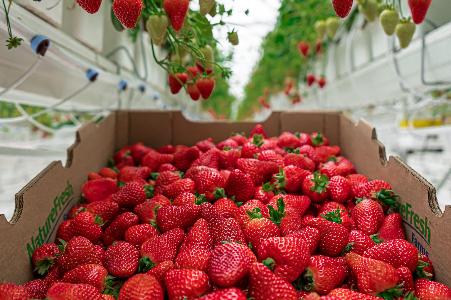 strawberry travel industry rate