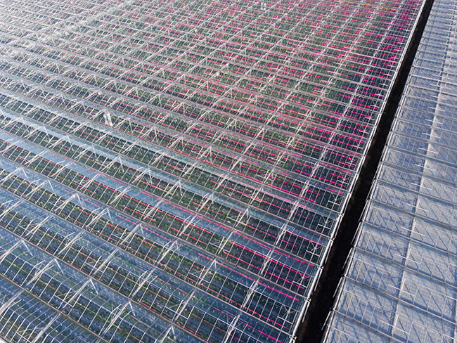 use of artificial greenhouse