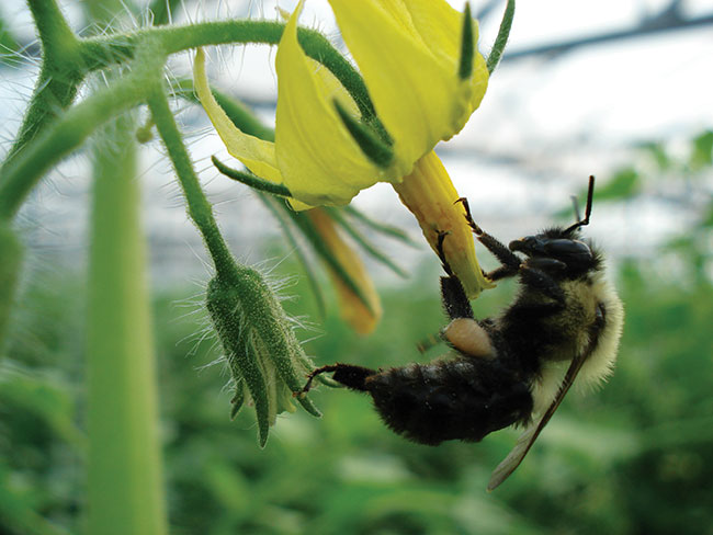 an image of a bee pollinating a tomato