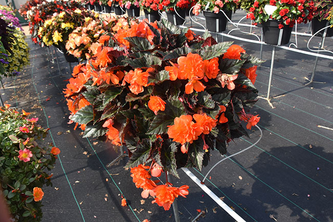 23-DSC_1399-Begonia—ICONIA-Portofino-Hot-Orange