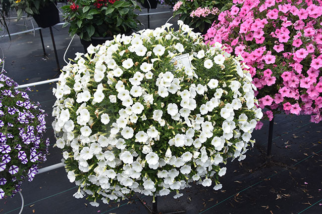 8-DSC_3179-Petunia—Supertunia-Mini-Vista-White