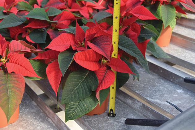 The 2021 Poinsettia Season: Costs, whiteflies and varietal highlights -  Greenhouse Canada