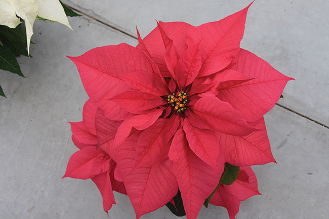 The 2021 Poinsettia Season: Costs, whiteflies and varietal highlights -  Greenhouse Canada