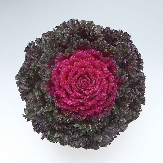 Flower-Kale-F1-Crystal-Deep-Red-(4)