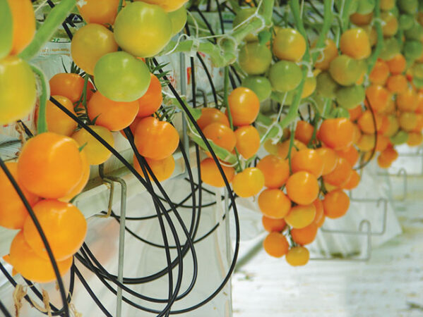 1 Tomato hydroponics