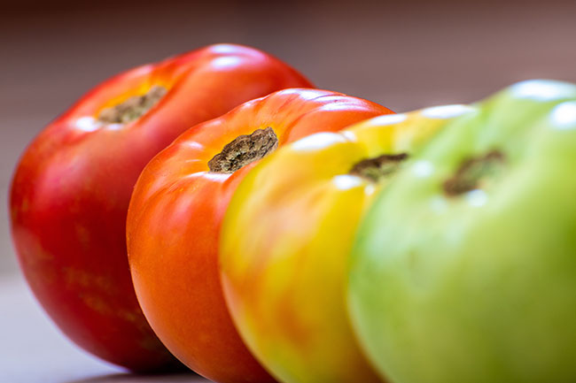 In the Hot House: How High Temperatures Impact Greenhouse Tomato Fruit Development