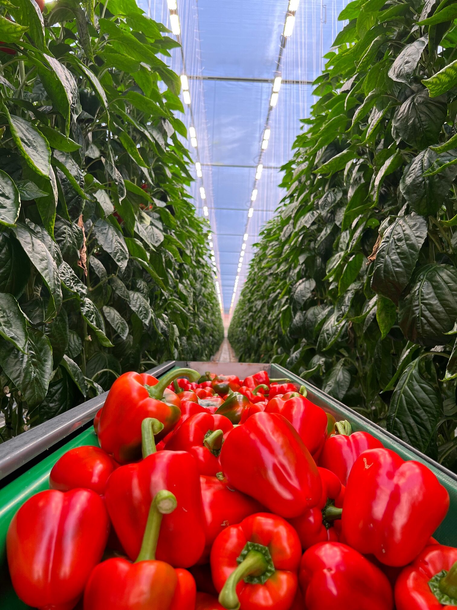 Global Featured What's in Season? Bell Peppers (Field and Greenhouse) -  Canadian Food Focus, bell peppers fresh 