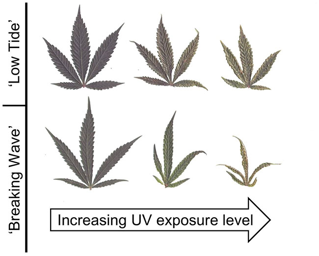 UV radiation in indoor cannabis production: Know the risks