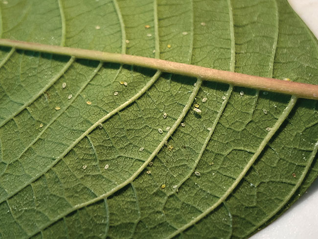 Image1_whitefly-on-cuttings—4-weeks-after-sticking