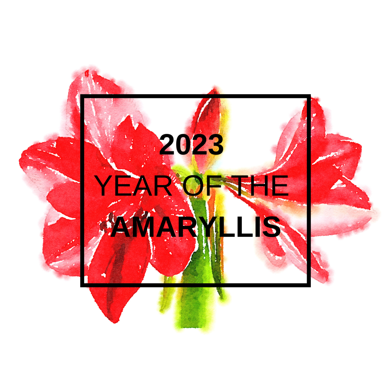 2023 Year of the Amaryllis cropped