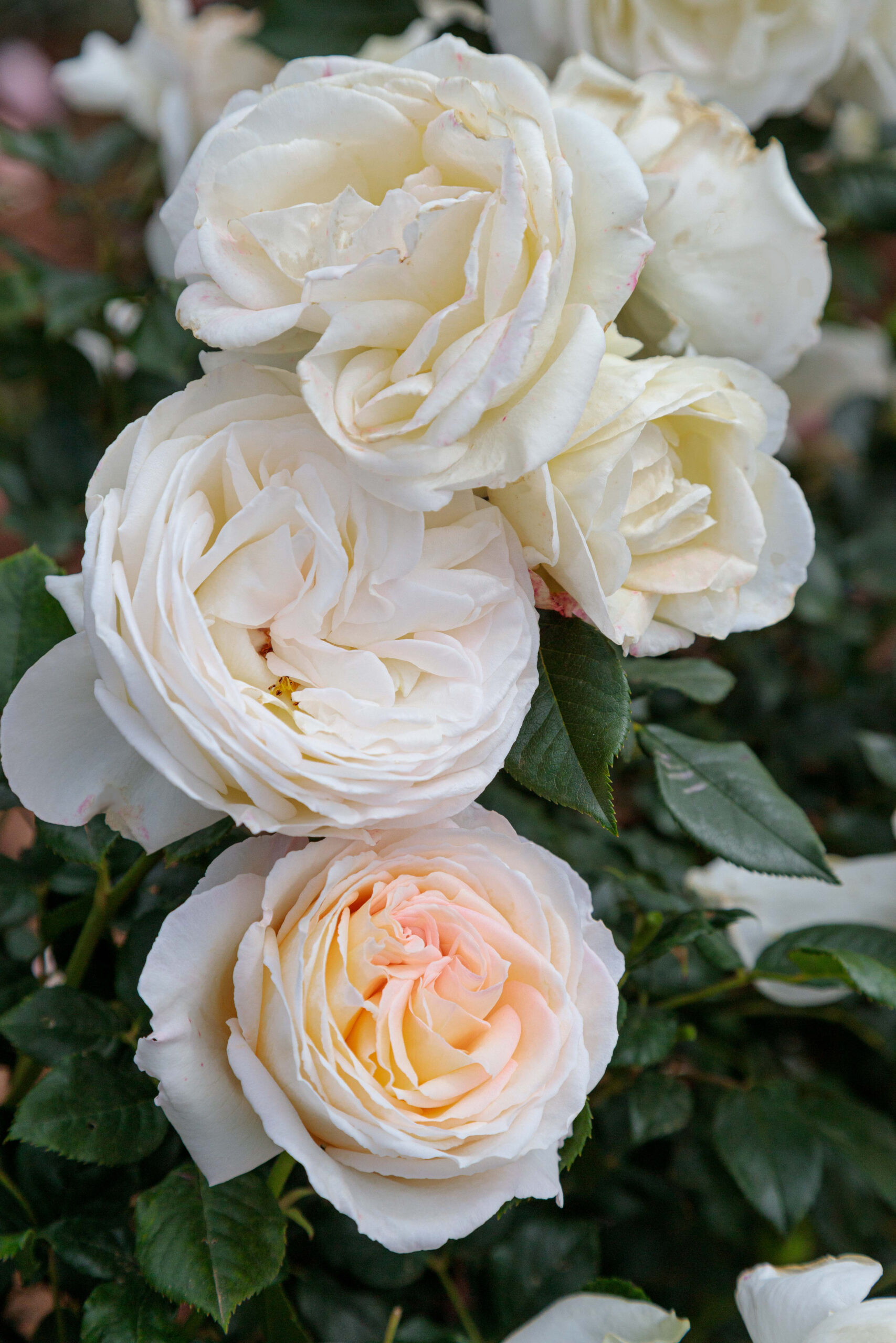 Www Star Roses And Plants Com