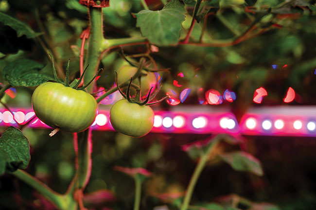 Five things to check when comparing lighting designs for LED grow lights