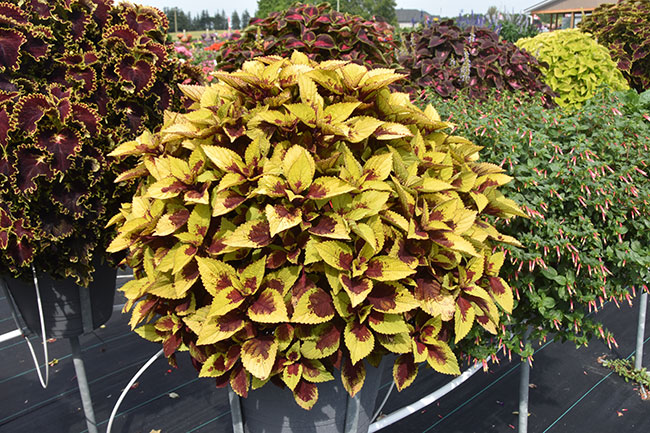 Coleus—Stained-Glassworks-Pineapple-Express
