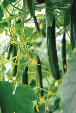 cucumbers on the vine