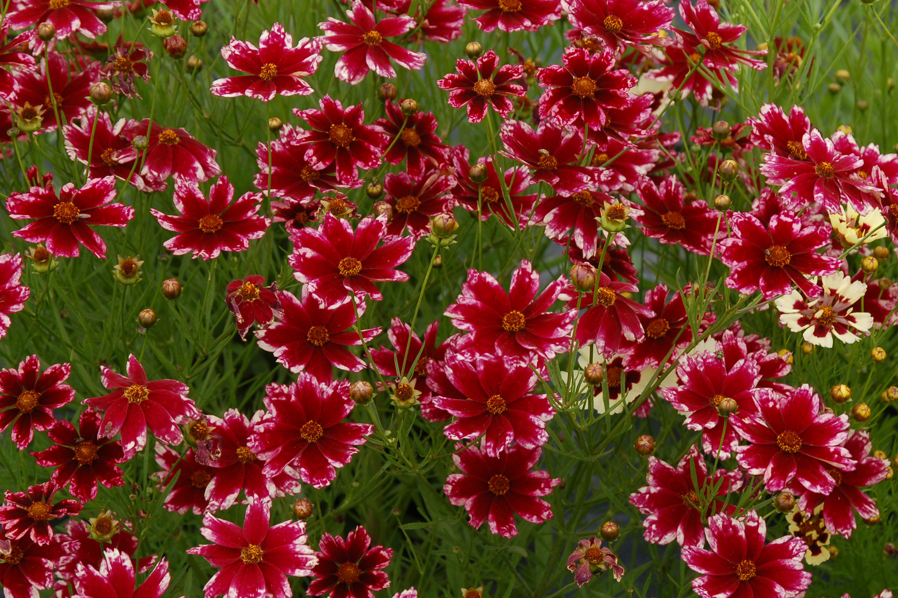 7 Coreopsis ‘Ruby Frost’