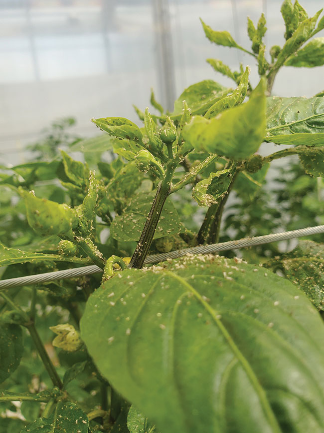 LR-Green-peach-aphids-overrun-the-head-of-a-pepper-crop,-severely-hindering-growth-and-fruit-set