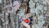spotted lanternfly