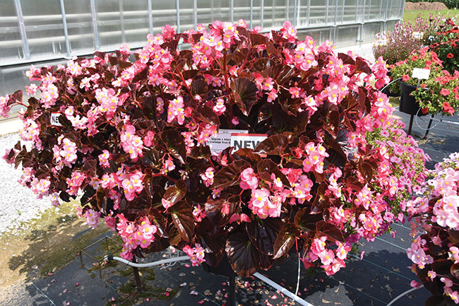 14-DSC_3241—Begonia-x-interspecific—Stonehedge-Rose-Bronze-Leaf