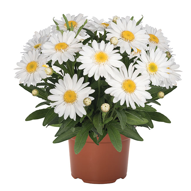 17.DummenLeucanthemum-Sweet-Daisy-Birdy