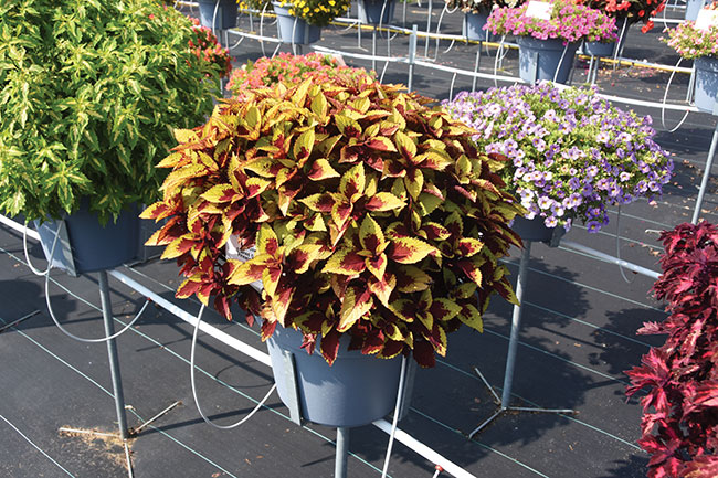 21-DSC_2658—Coleus—Stained-Glassworks-Pineapple-Express