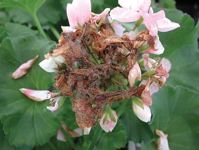 Botrytis-on-geranium-flowers-copy