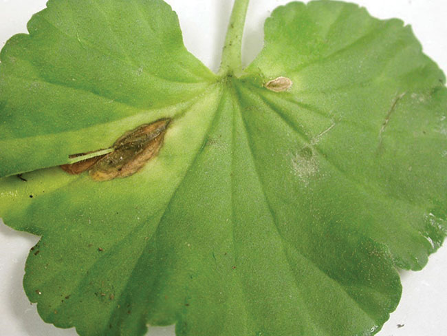 Botrytis-on-geraniums-leaves