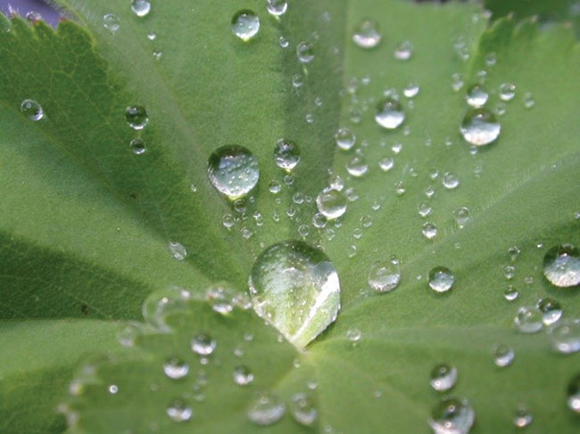 Water-droplets-on-leaves-FEb-issue