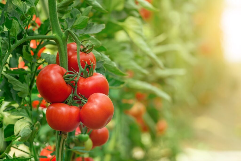Agri-food marketing program gets funding boost.