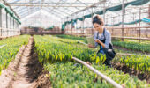 Agri-Food Research Initiative to enhance research and innovation for farmers and sector.