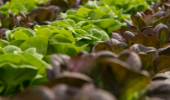 rows of lettuce