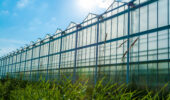 Mucci Farms has announced the acquisition of Greenhill Produce’s 150-acre greenhouse facility in Kent Bridge, Ontario.