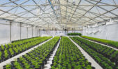 Red Sun Farms has announced the expansion of its Calgary distribution centre.