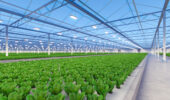 Leciel-Greenhouse Vegetables celebrates reaching 1 million square foot of greenhouse production.