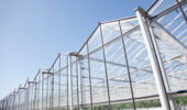 Mastronardi Produce has announced the addition of 91 acres to their greenhouse capacity in Ontario.