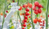 Robot harvesting tomatoes