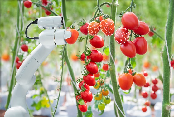Robot harvesting tomatoes