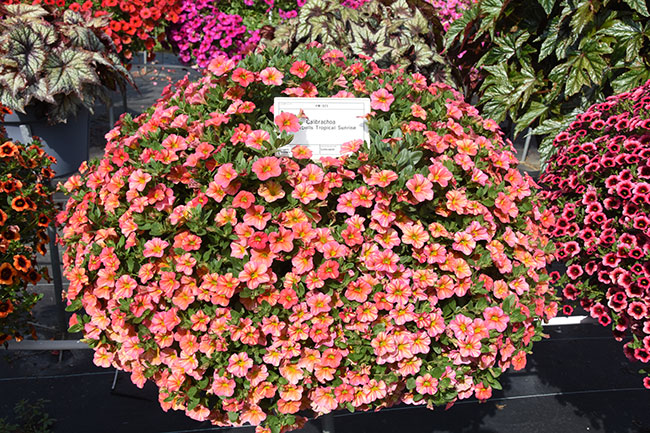 Perfect scores, top performers: 2024 flower trialsGreenhouse Canada