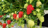 Novafruit has announced a new partnership with berry producers, Les Entreprises Pitre, one of Canada’s largest berry producers, to expand its production capacity.