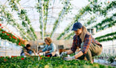 ag health hazards