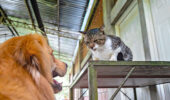 Cats vs. dogs