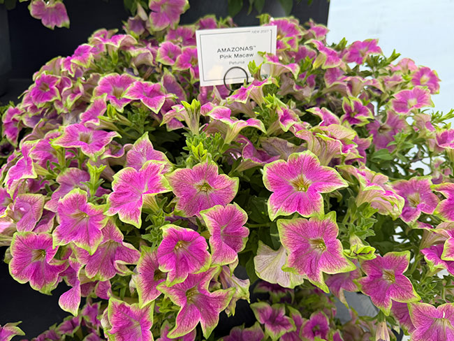 Fresh from CAST 2026: Bold genetics, ample opportunityGreenhouse